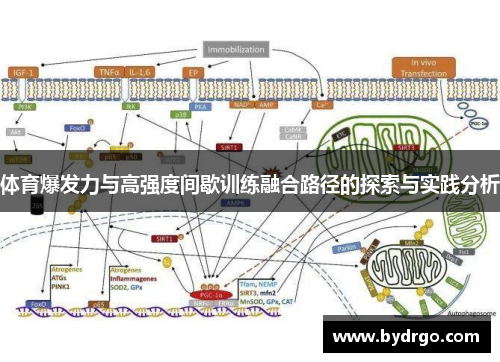 体育爆发力与高强度间歇训练融合路径的探索与实践分析